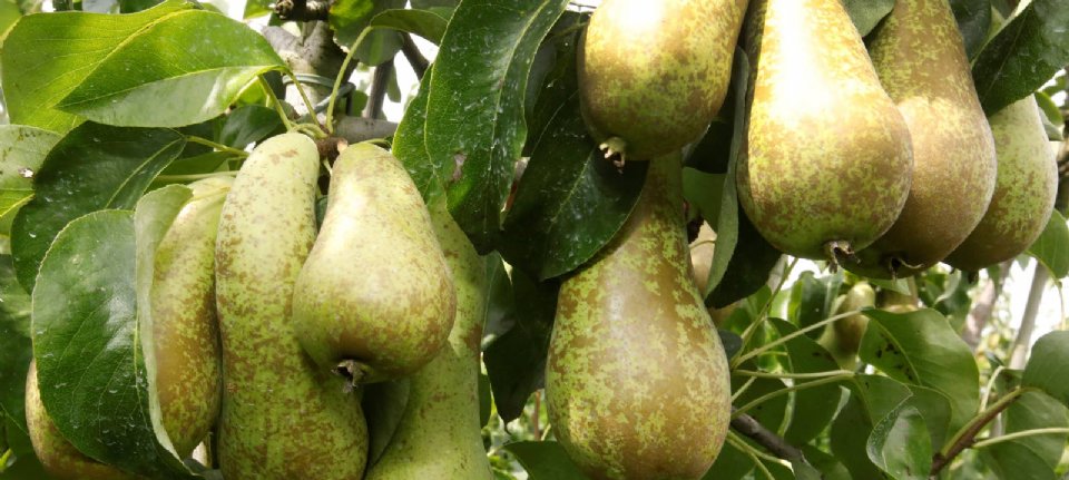Wapa expects apple and pear yields to decline