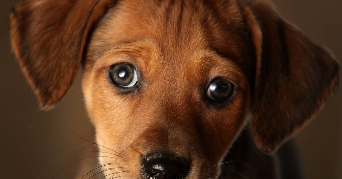 A new study finds that the reason dogs with small eyes make your heart melt |  the animals