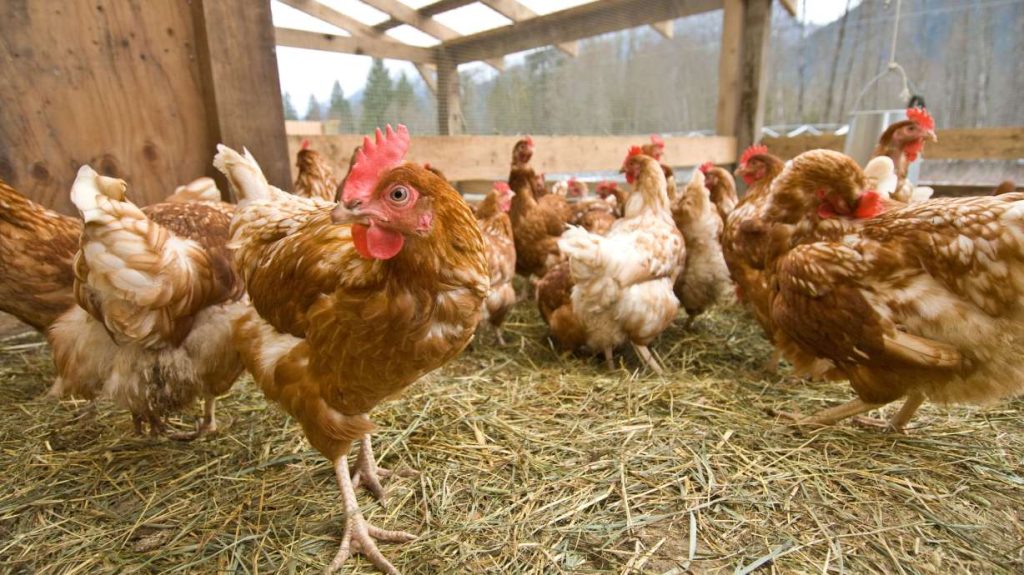 New cases of bird flu have been identified in Pennsylvania and Utah, according to the USDA
