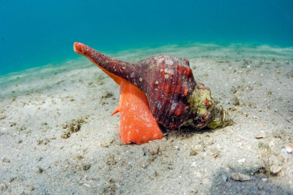 One of the world's largest marine snails is endangered |  National Geographic