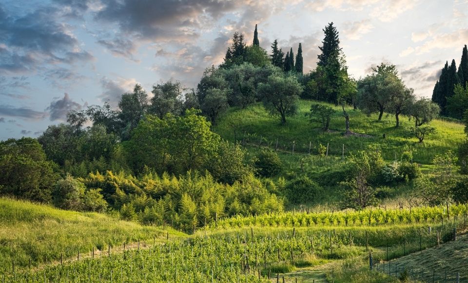 Cabernet and Merlot vineyards tondom Vicenza