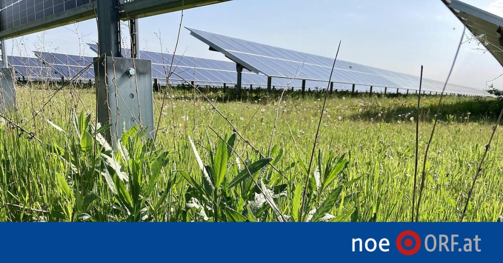 of potatoes between PV modules - noe.ORF.at