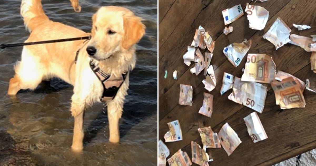 Puppy rips 1,500 euros worth of paper from Belgium owner: 'I wasn't mad at him' |  abroad