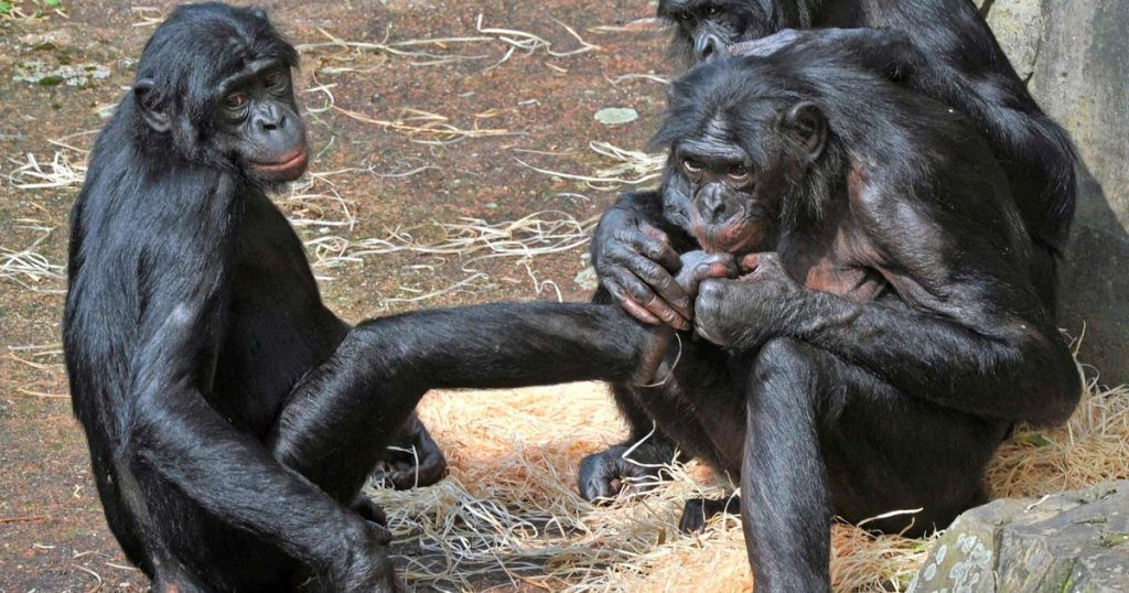 The fleeing bonobos are safely back in Blankendale |  abroad