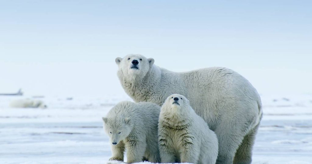 A group of polar bears lives in Greenland even without sea ice |  Sciences