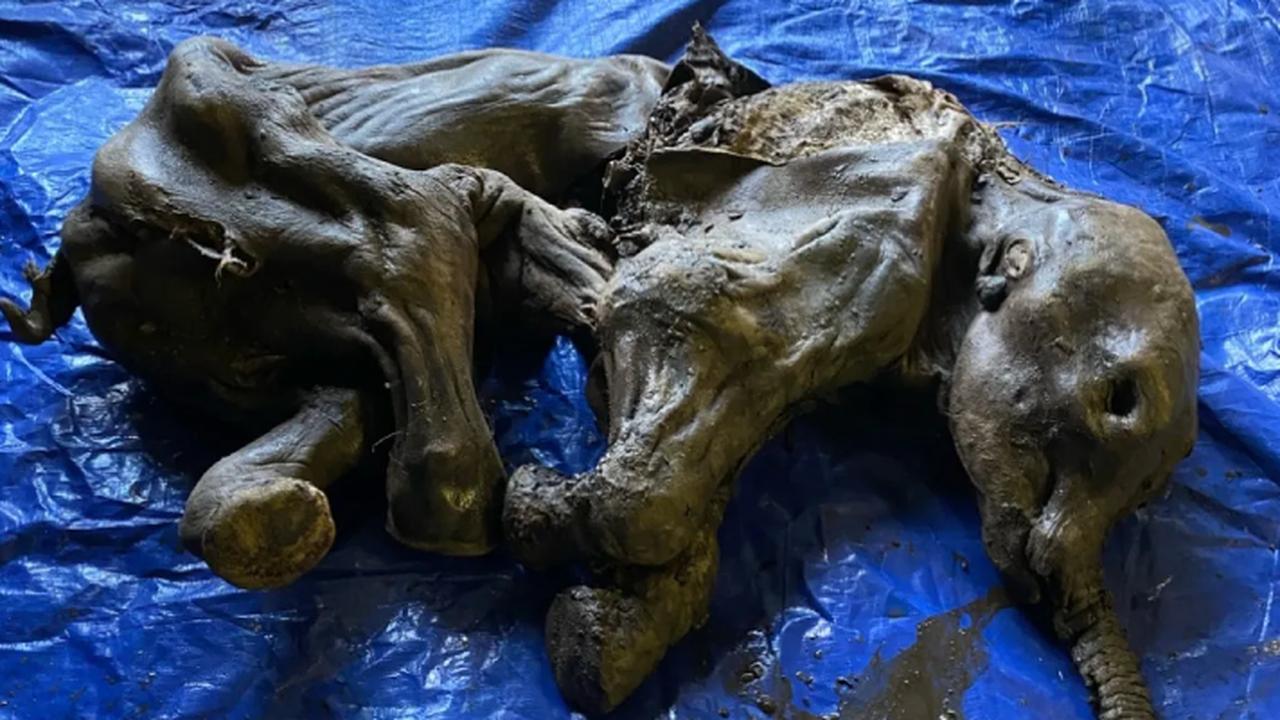A very rare frozen baby mammoth discovered in Canada |  Sciences