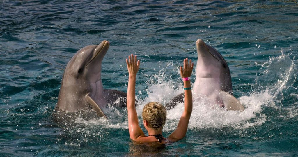 Anger as dolphins move to 'chlorine bath in the desert' |  the interior