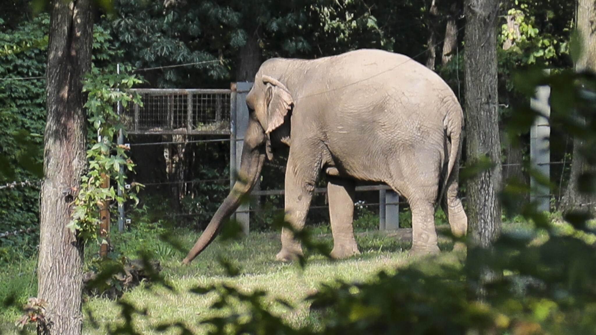 Glad the elephant isn't a "person" and can stay at the Bronx Zoo, judge rules