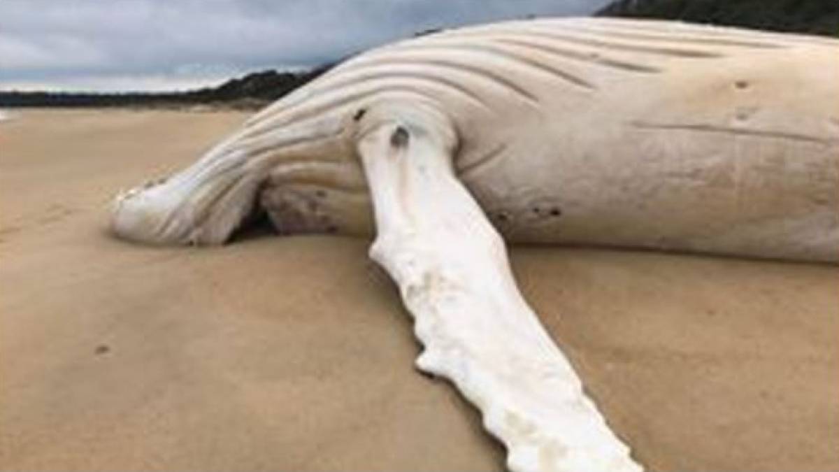 Rare albino whale washing ashore, possibly "starfish" megalo