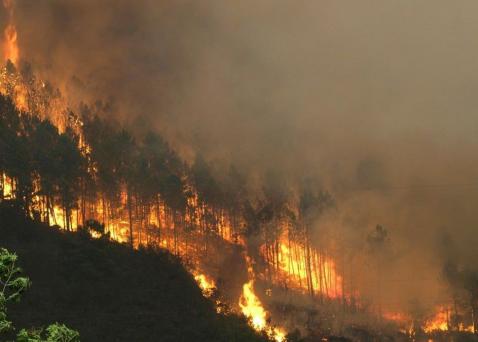 An estimated 250,000 animals died in fires in Galicia