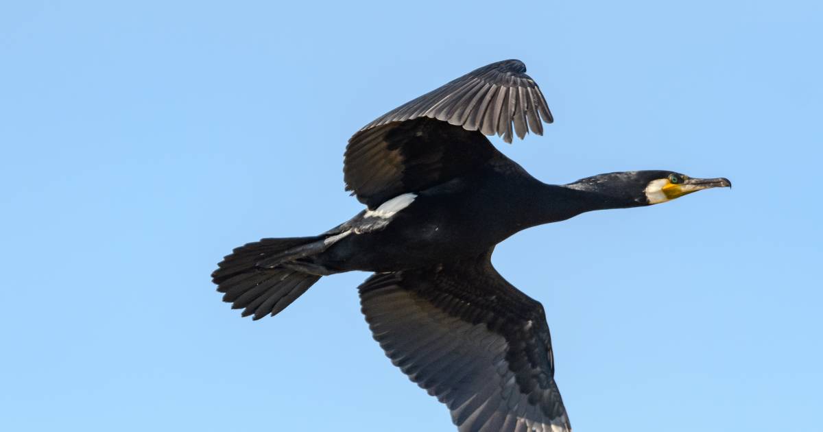 European Parliament wants to end cormorant epidemic, calls for massive egg-flipping action across Europe |  interior