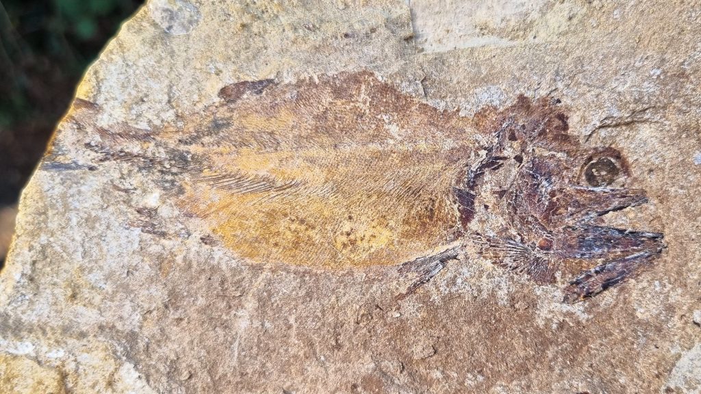 Jurassic fish fossils found on a British farm