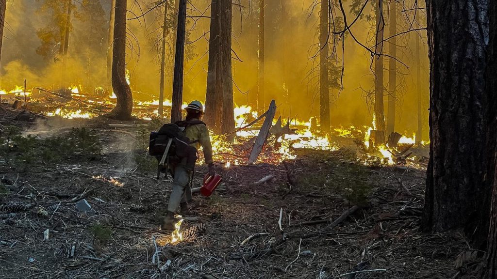 Wildfires in Yosemite National Park threaten giant, millennia-old trees |  Currently
