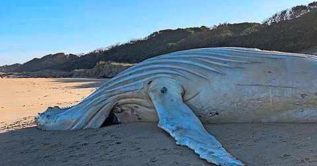 relief in Australia;  The white humpback whale washed ashore is not their favorite megalo |  Abroad