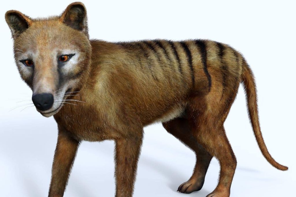 The extinct Tasmanian tiger should roam again in 10 years: How realistic is that?