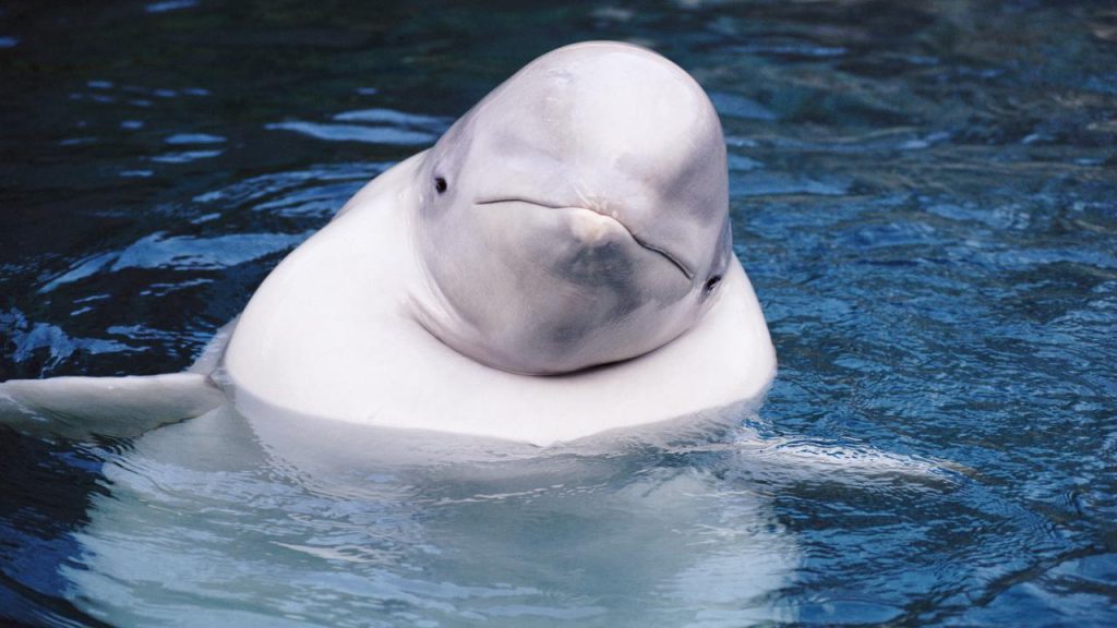 Beluga seen in the French Seine, while dolphin lives naturally in the Arctic |  the animals