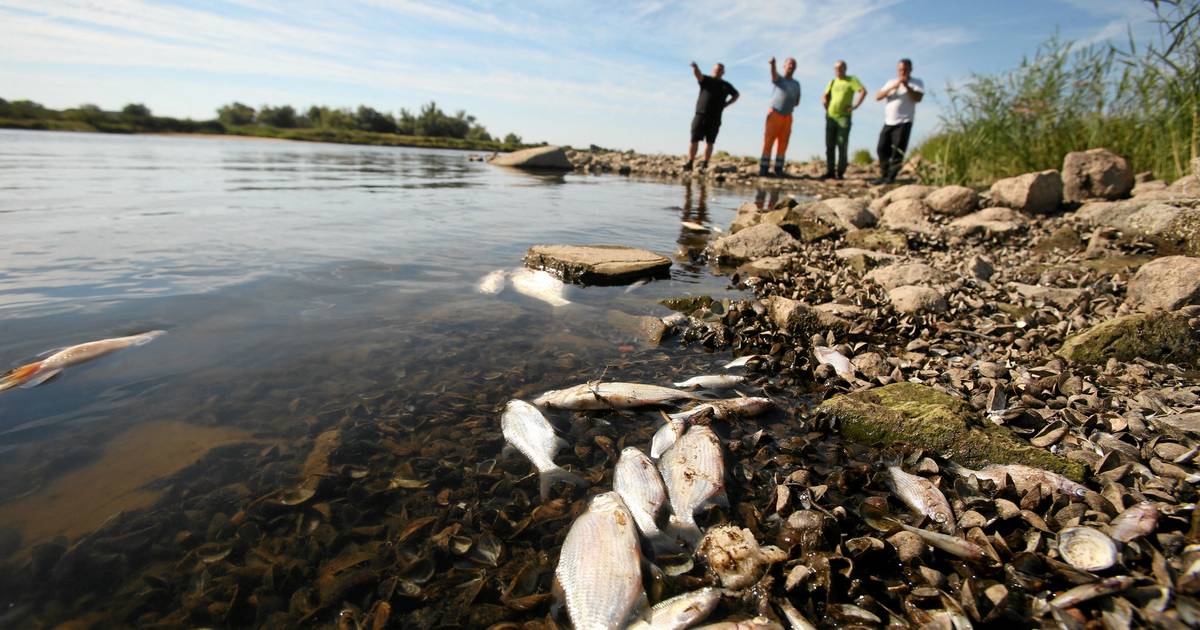 Germany finds mercury in the Oder River after finding thousands of dead fish |  Abroad