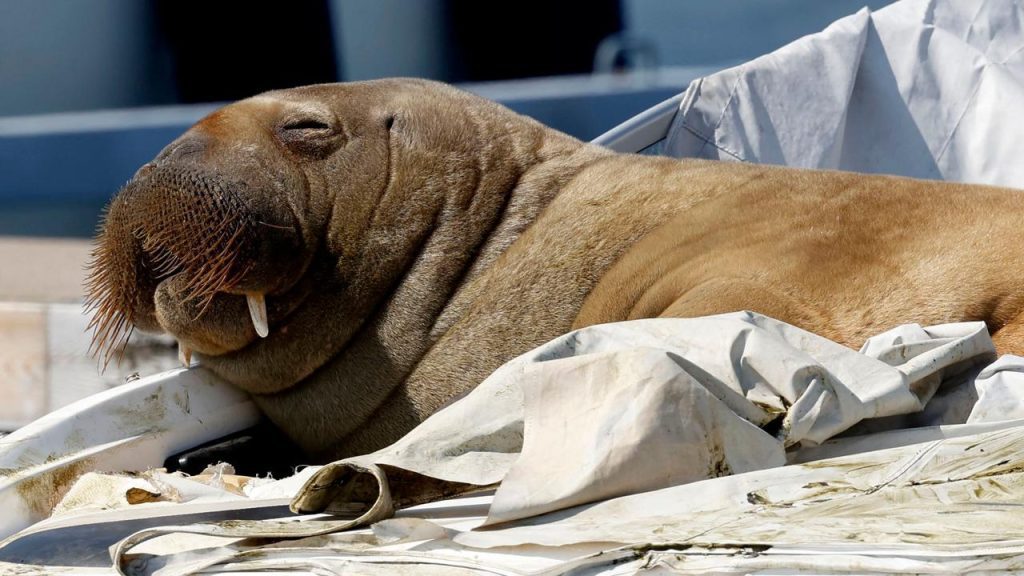 Norway considers the euthanasia of Freya walruses, which also appeared in the Netherlands |  the animals
