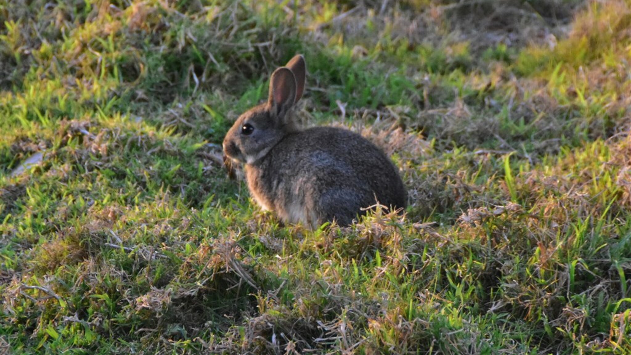 The Australian rabbit plague began in 1859 with only 24 animals