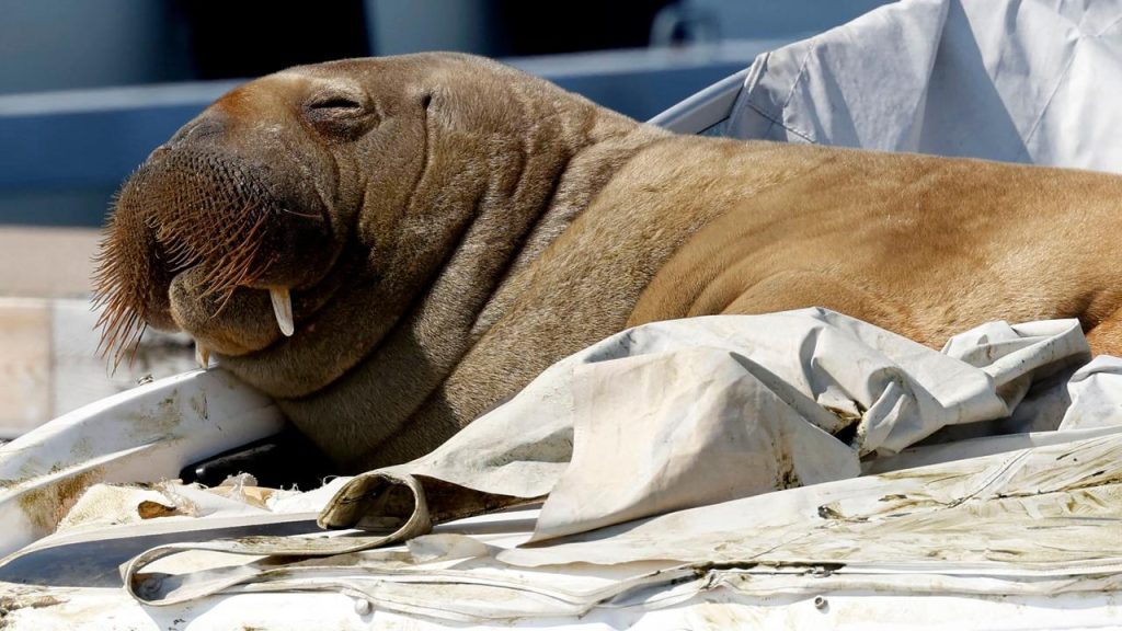 The walrus killed Freya because people wouldn't leave the animal alone |  the animals