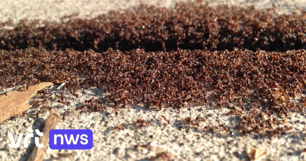 Earth contains at least 20 quadrillion ants and they weigh more than all land birds and mammals combined.