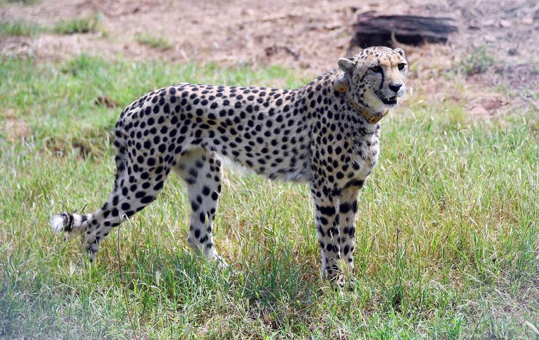 The cheetah that disappeared under British colonialism returned to India after 70 years
