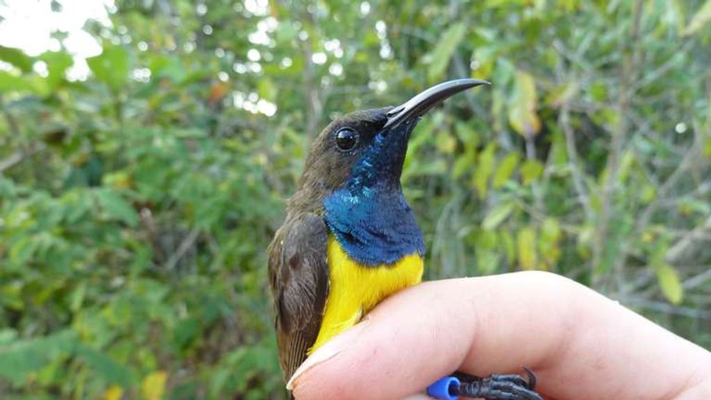 New species of birds discovered in Indonesia's Wakatobi Islands