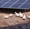 Chickens with the Solar System from Münch Energie can be seen on the farm at Fröschbrunna's organic farm in Kronach