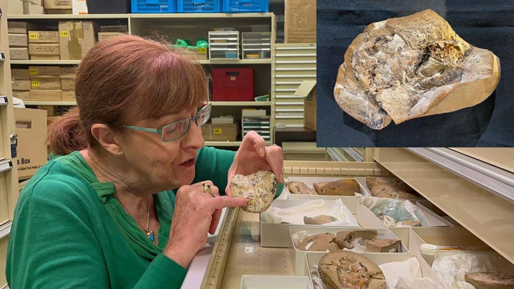 A 380-million-year-old fish heart is the oldest heart ever found |  Sciences