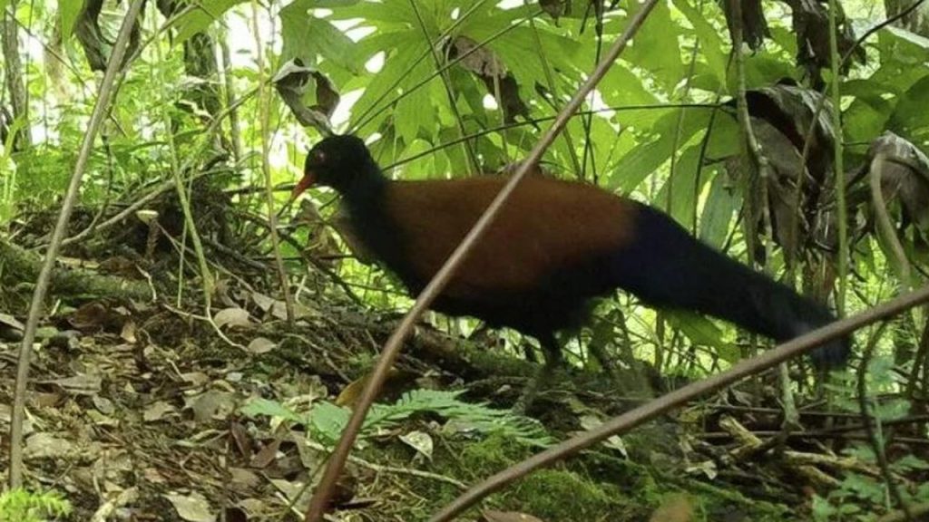 Extinct black pheasant supposedly spotted again after 140 years |  the animals