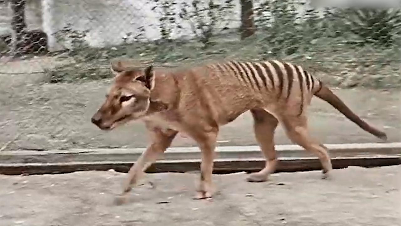Scientists Want to Bring Extinct Tasmanian Tiger Back to Life After 90 Years |  Sciences