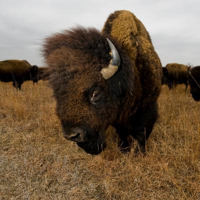 Where bison graze, endangered prairies come to life |  National Geographic