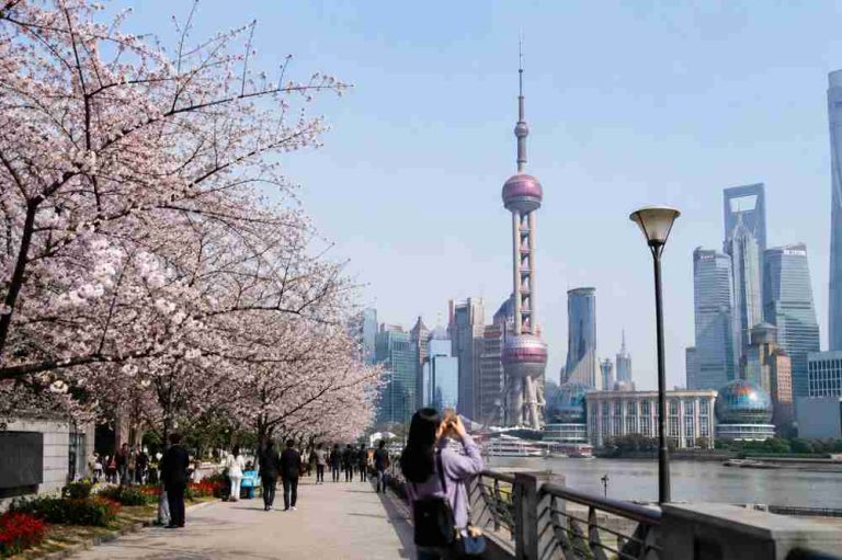 This Is One of Asia’s Best Countries for Cherry Blossom Travel This Is One of Asia’s Best Countries for Cherry Blossom Travel